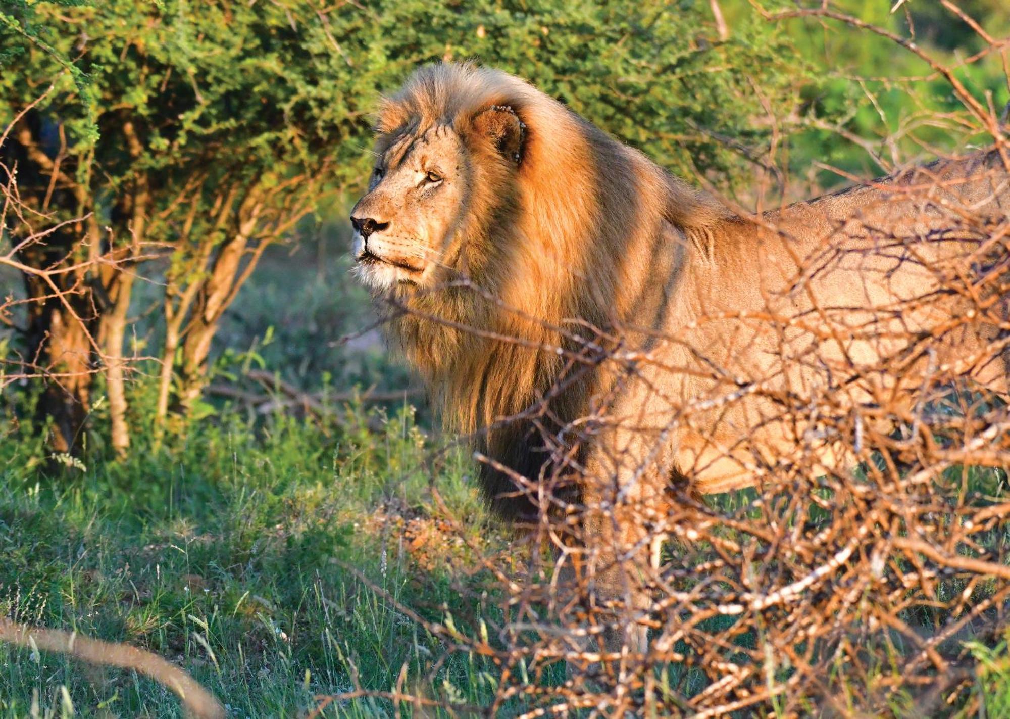 Madikwe River Lodge By Dream Resorts Madikwe Vadrezervátum Kültér fotó