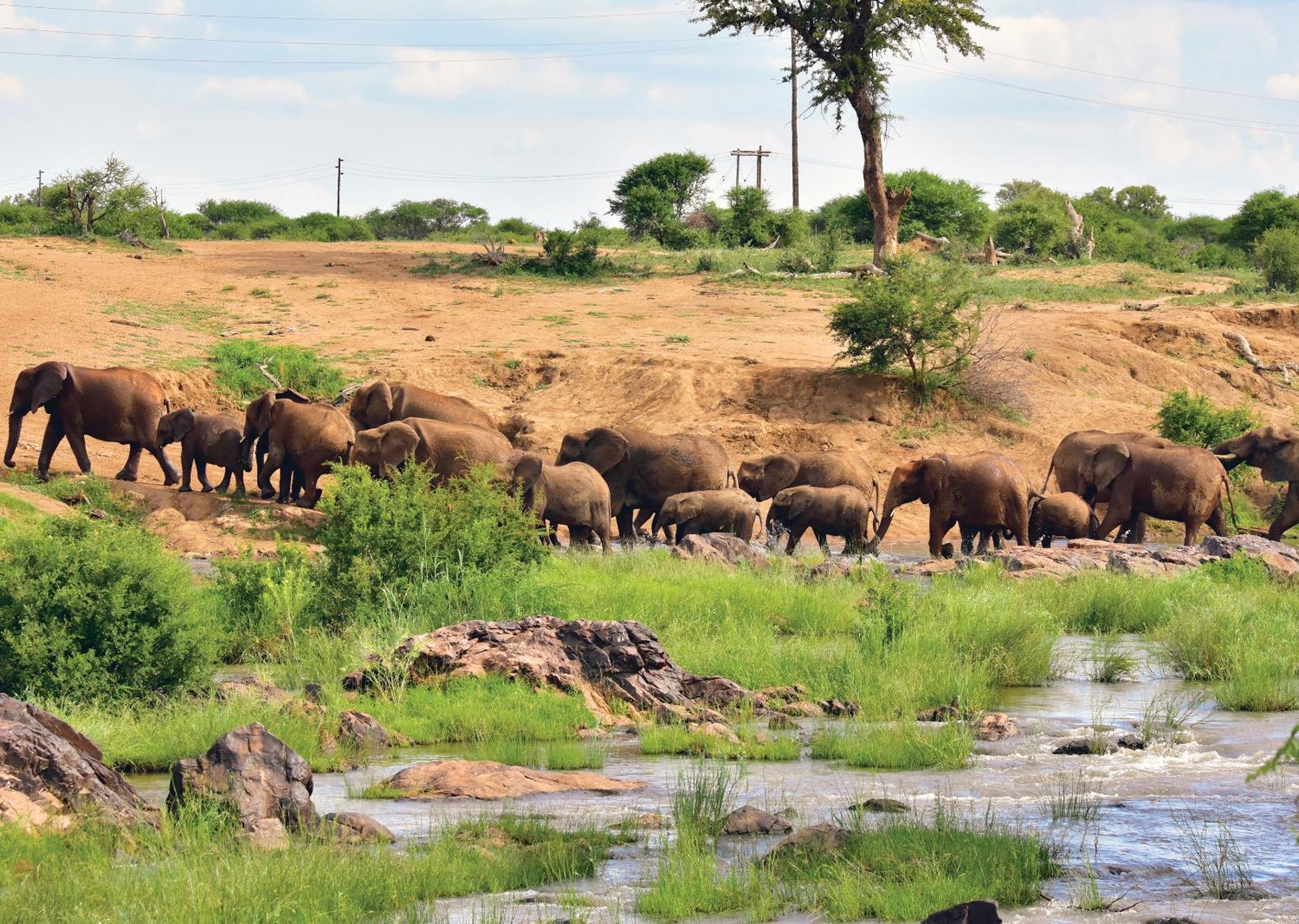 Madikwe River Lodge By Dream Resorts Madikwe Vadrezervátum Kültér fotó