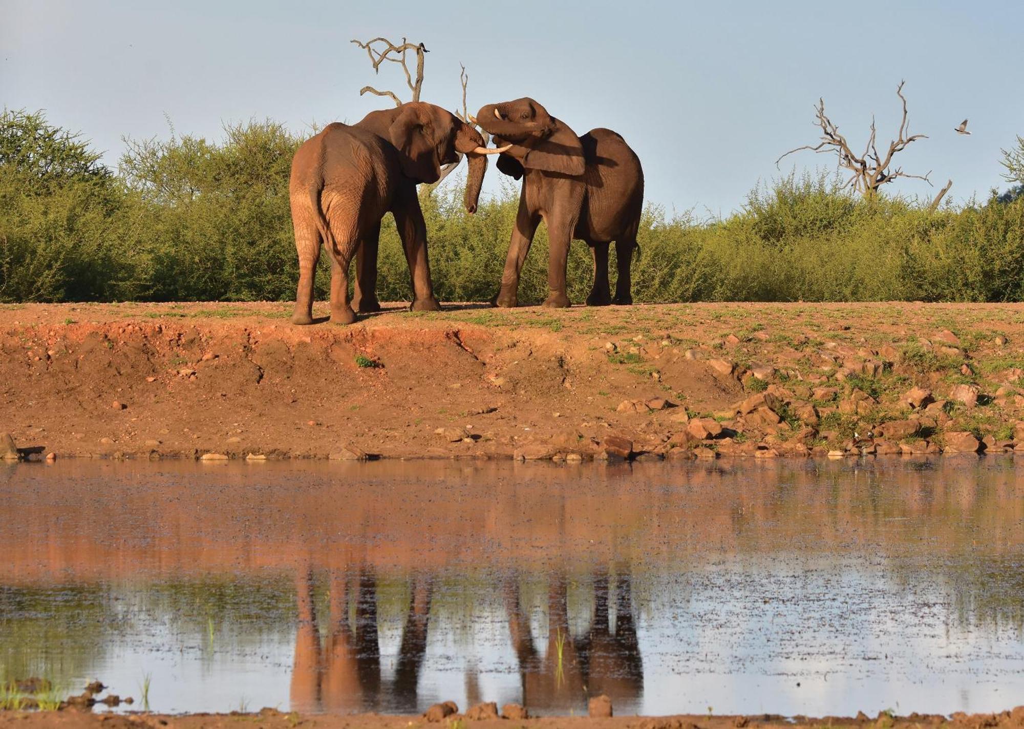 Madikwe River Lodge By Dream Resorts Madikwe Vadrezervátum Kültér fotó