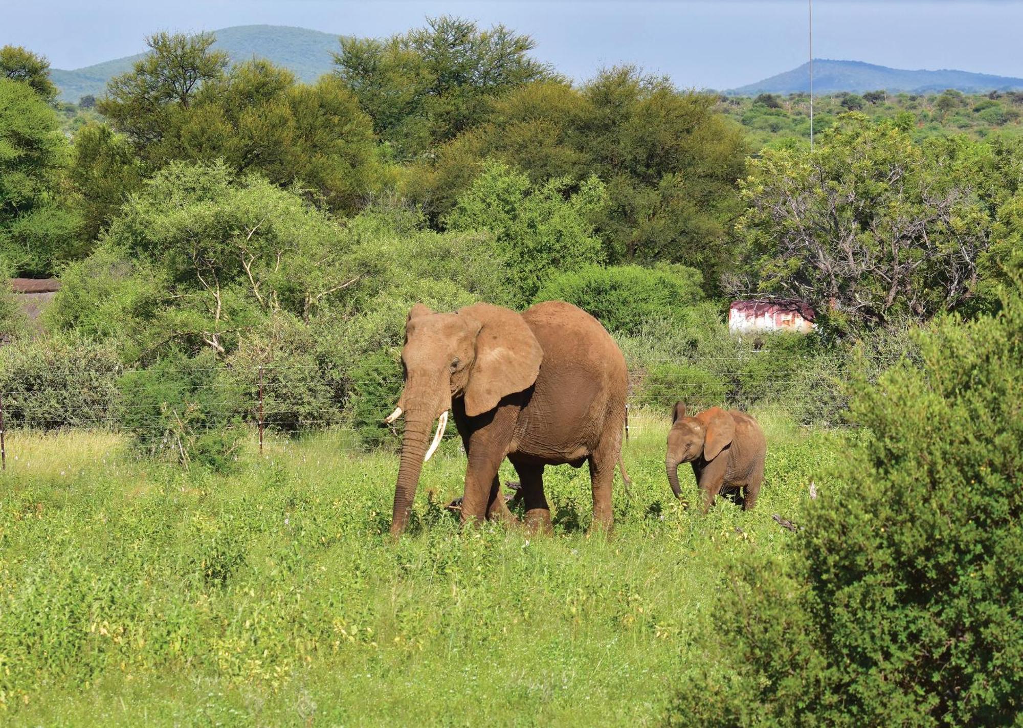 Madikwe River Lodge By Dream Resorts Madikwe Vadrezervátum Kültér fotó