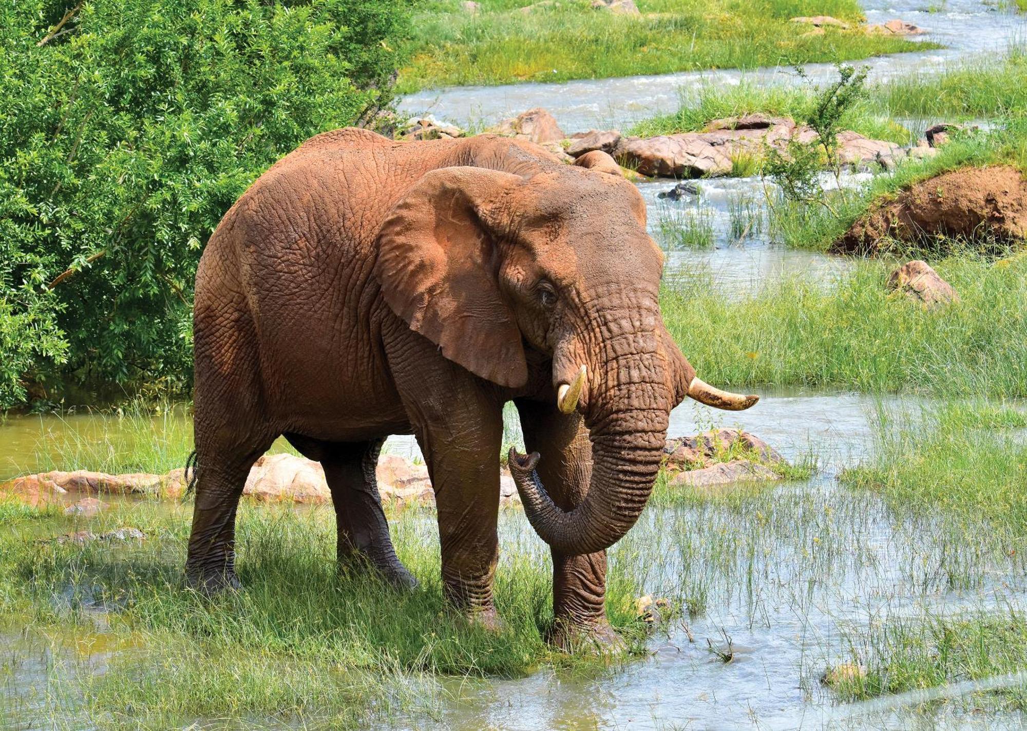 Madikwe River Lodge By Dream Resorts Madikwe Vadrezervátum Kültér fotó